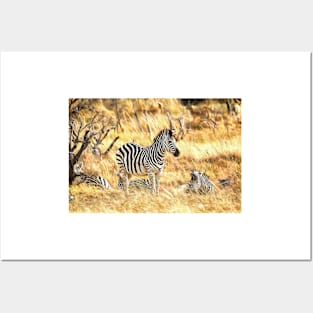 Zebras at Peace Posters and Art